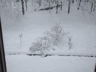 Rocky's snow-filled backyard